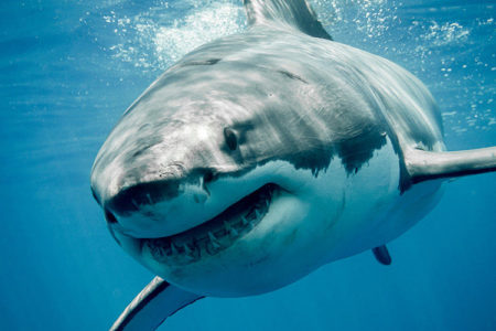 The Shark Wrestler