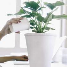 Bathroom plants