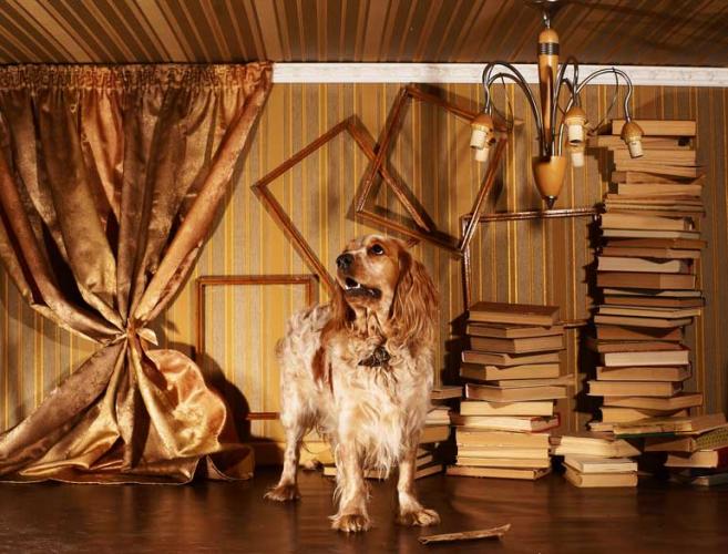 3 crazy expensive dog houses that will make any human jealous Reader