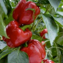 How to Grow Capsicums and Chillies