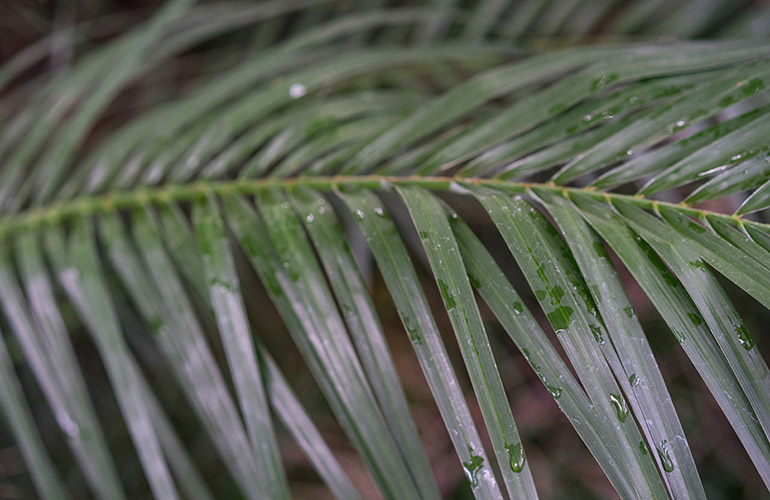 Dwarf date palm