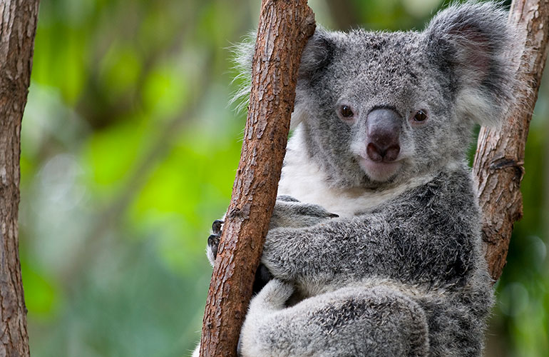 Koalas