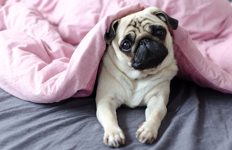 Your dog gives you puppy eyes