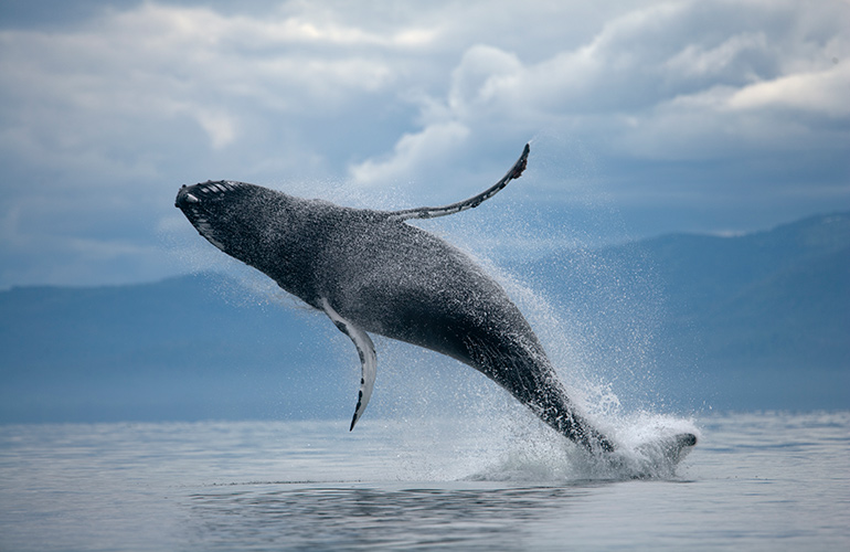 Whale breach