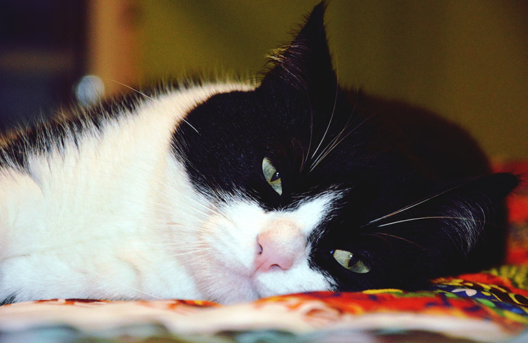 Your cat gives you the slowest blink