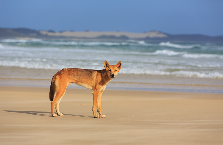 Dingo danger