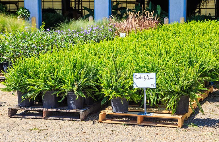 Kimberly Queen fern