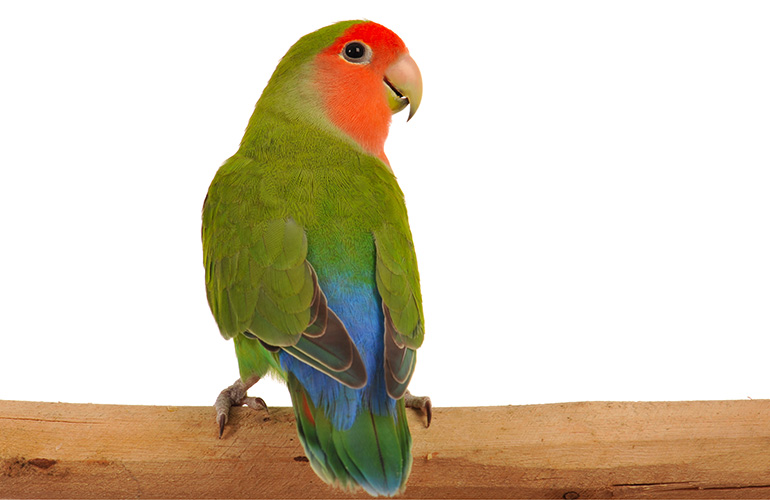 Your bird shakes her tail feathers