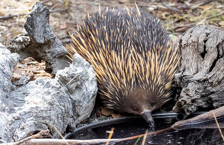 Echidnas can swim?!