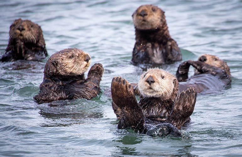 Sea otters
