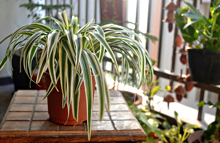 Spider plant