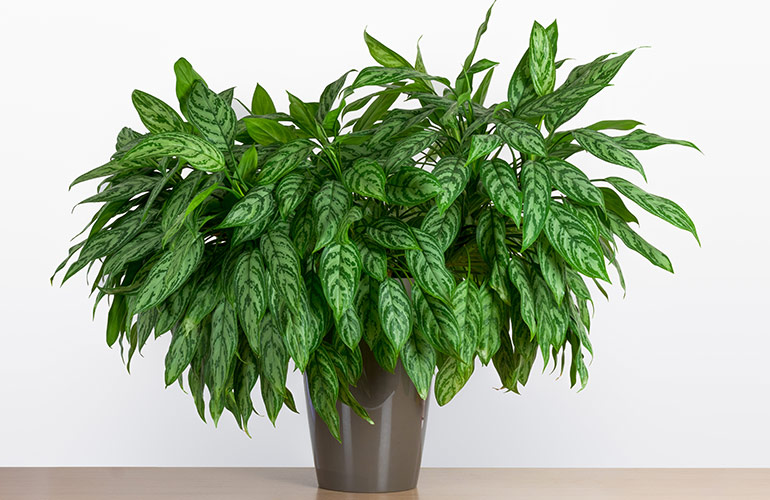Chinese evergreen