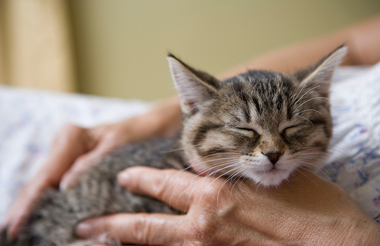 Your cat rubs her chin on you