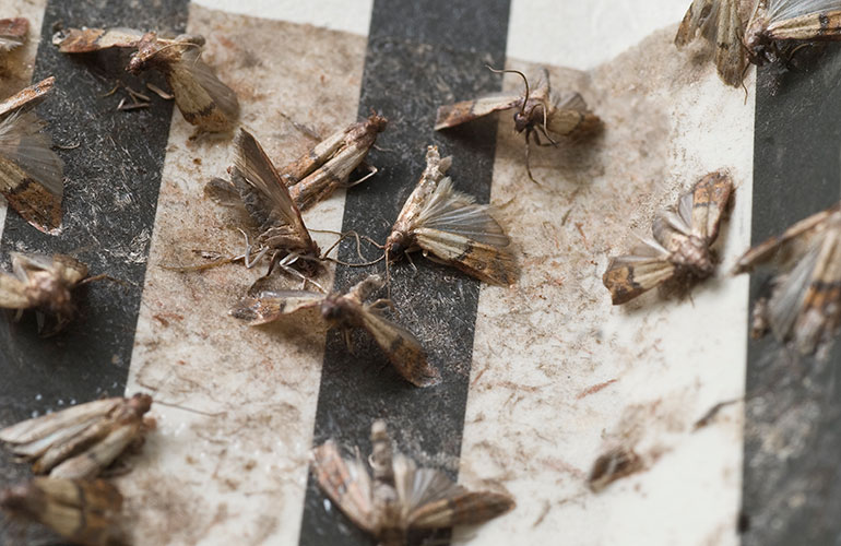 Use ammonia to repel moths