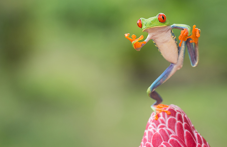 Frogs from the heavens