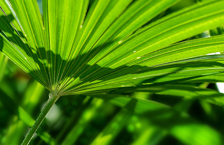 Bamboo palm