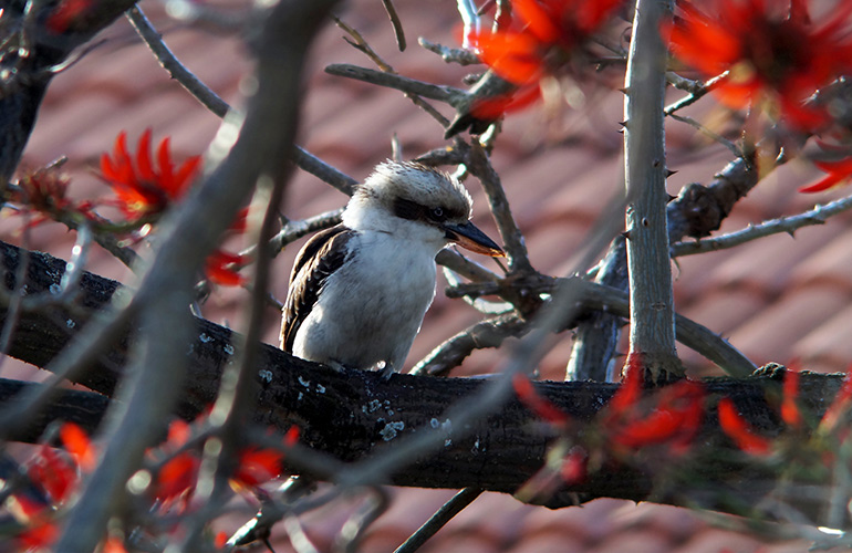 The grateful kookaburra