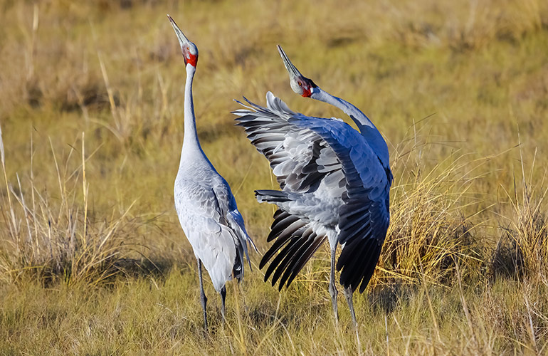 Dancing brolgas