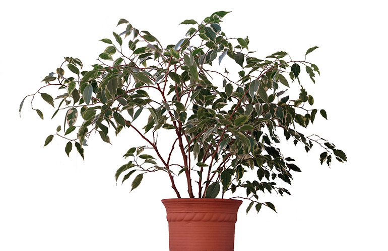 Weeping fig
