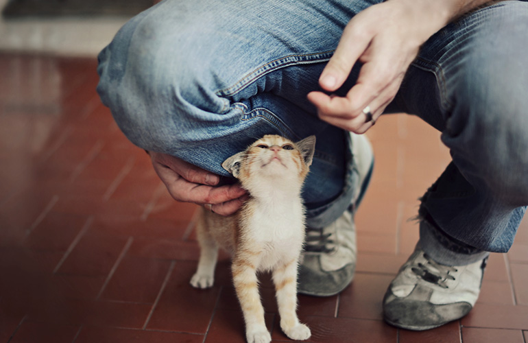 Your cat rubs up against your legs
