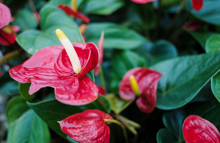 Flamingo lily