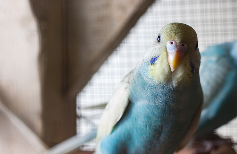 Your bird straight up tells you