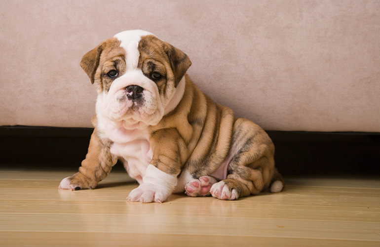 I’m the national dog of England