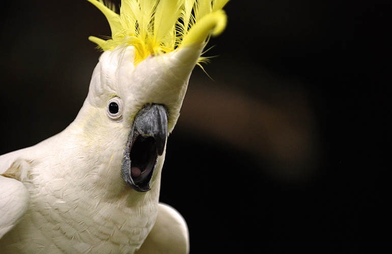 Smart cockatoo