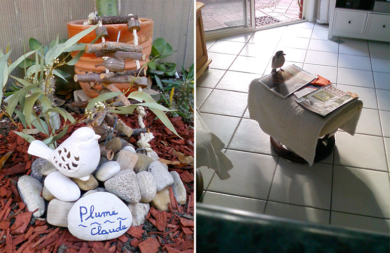 R.I.P, Plume the cockatiel