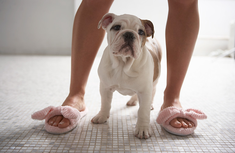 Your dog follows you into the bathroom