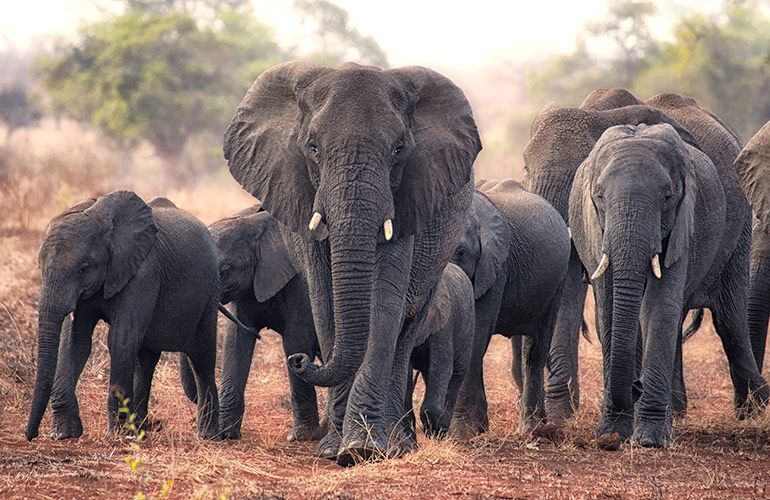 A memory of elephants