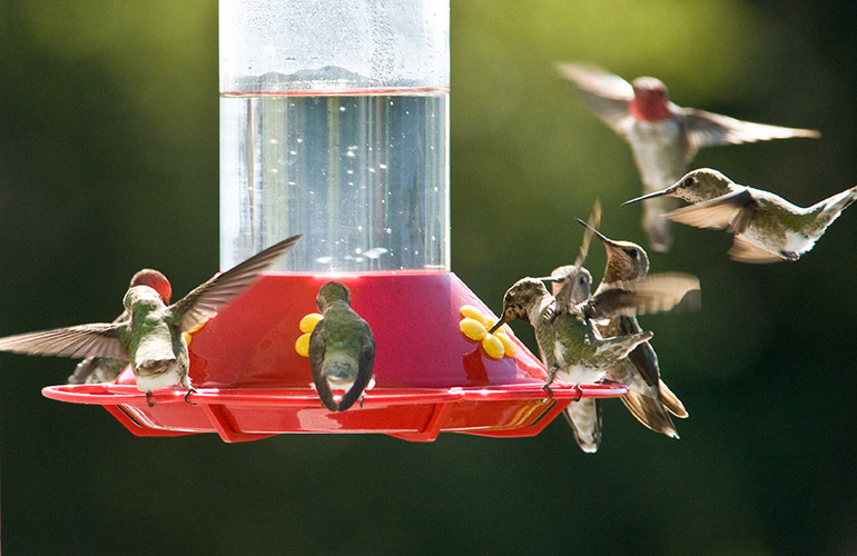 A bouquet of hummingbirds
