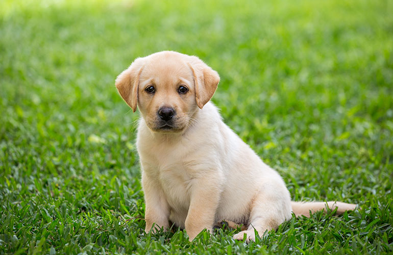 I was the first dog ever to be on a postage stamp