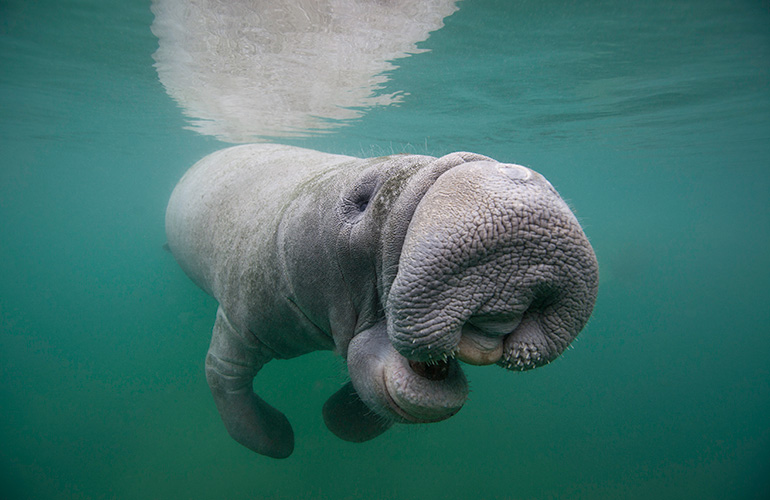 Manatees