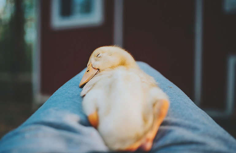 Saved from the flames