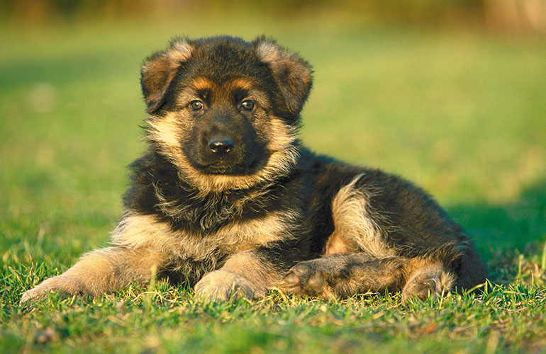 I’m one of the hardest working and smartest dogs around