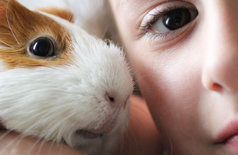 Your guinea pig whistles at you