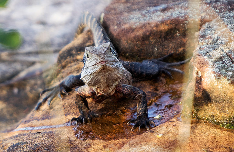 Giant Water Dragon