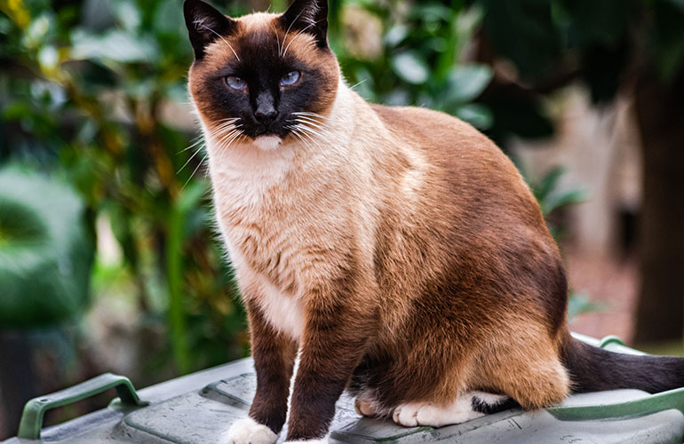 Use ammonia to keep animals out of your bin