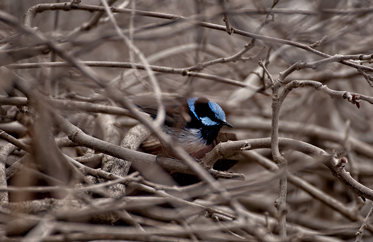 Fairy Wren