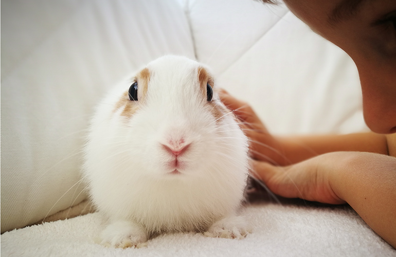 Your rabbit jumps up on the couch