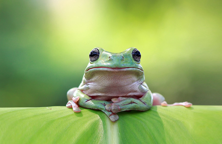 Frogs