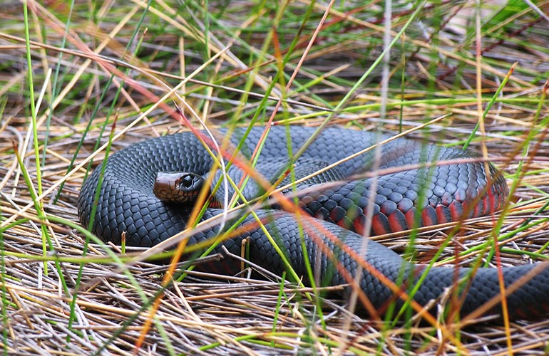 Snake in the grass