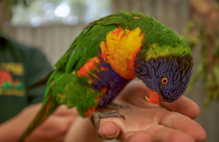 A bird in the hand