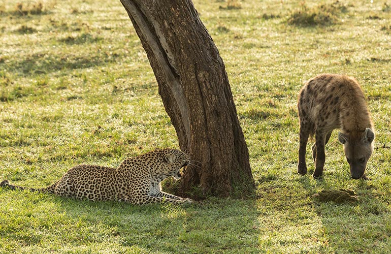 Hyena versus Leopard