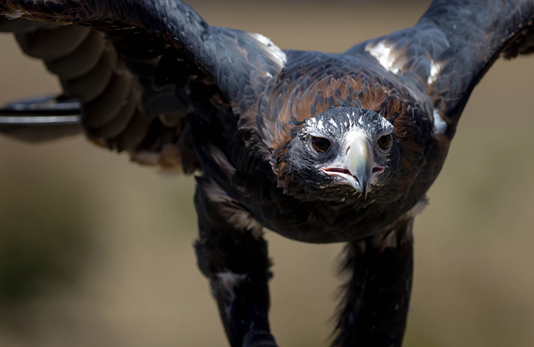 Wedgetail eagle dive