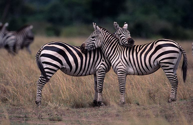 Zebras
