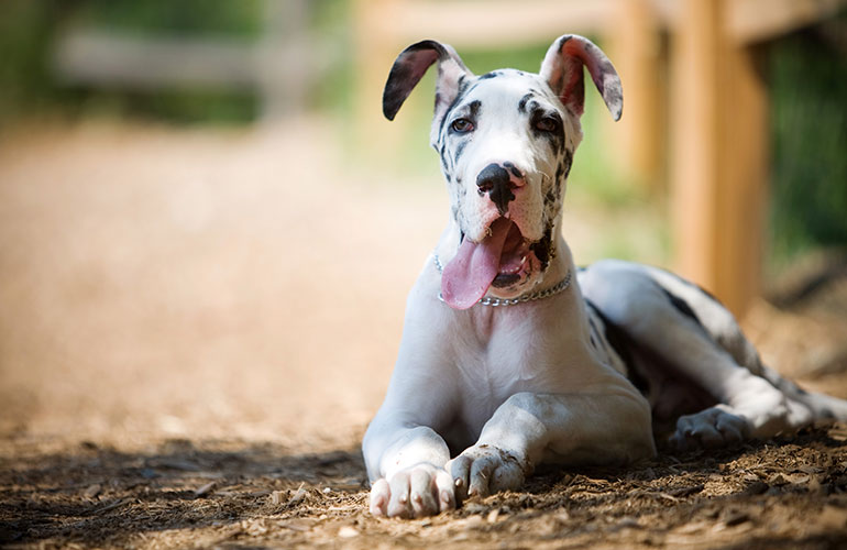Great Dane lovers: Hilarious