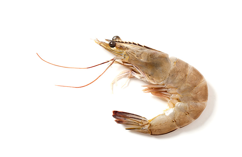 Shrimp