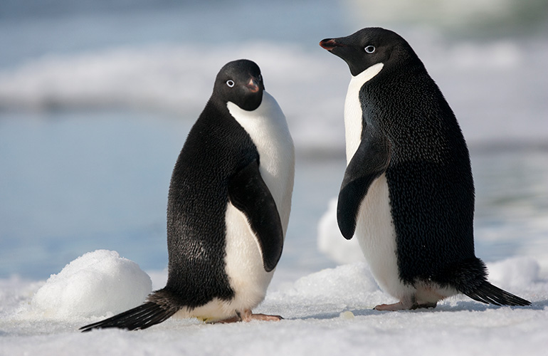 Adélie penguins